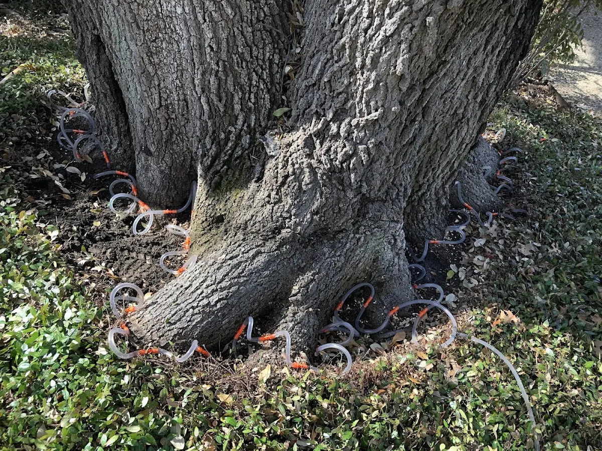 Detailed Tree Cabling and Bracing job site in Kelseyville