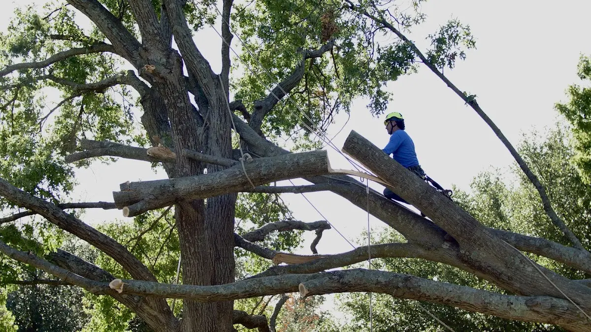 Professional Crown Thinning performed by certified arborists in Kelseyville
